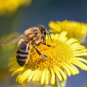 Bee Names